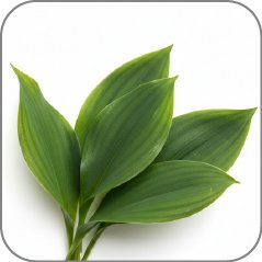 Lily-of-the-Valley Leaves