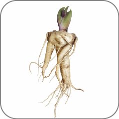 Mandrake