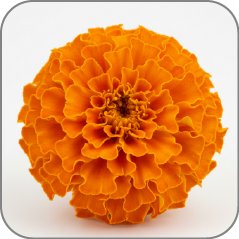 Marigold
