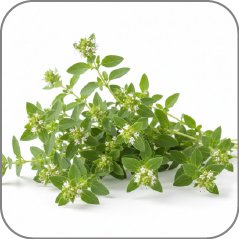 Marjoram