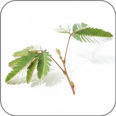 Mimosa Leaves