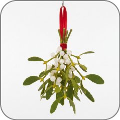 Mistletoe