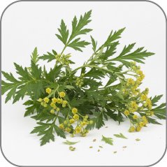 Mugwort