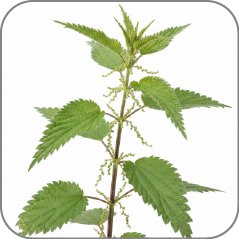 Nettle