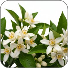 Orange Blossom