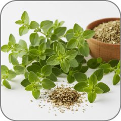 Oregano