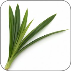 Pandan Leaf
