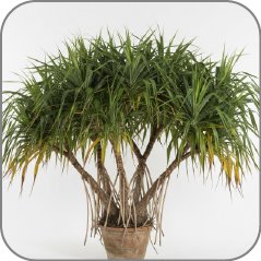 Pandanus
