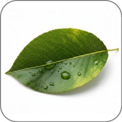 Pear Leaf