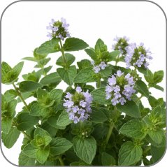 Pennyroyal