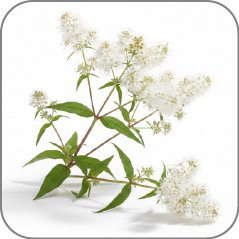 Polygonum