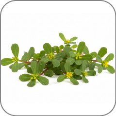 Purslane