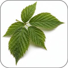 Raspberry leaf