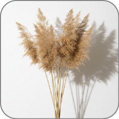 Reed