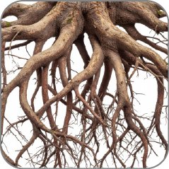 Roots