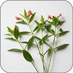 Sabah Snake Grass