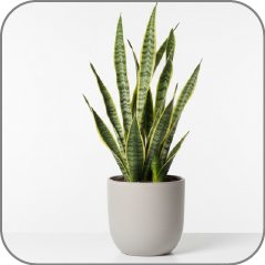 Sansevieria