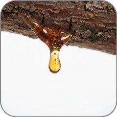 Sap