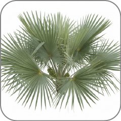 Saw Palmetto
