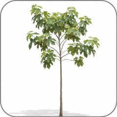 Siriuba Tree
