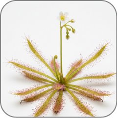Sundew
