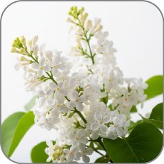Syringa