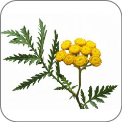 Tansy