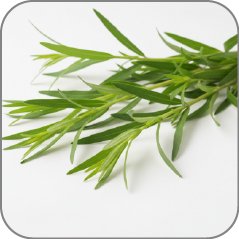 Tarragon