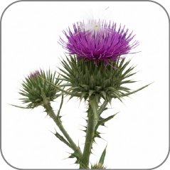 Thistle