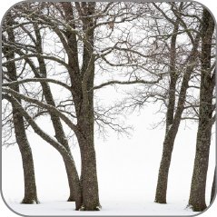 Trees