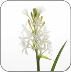 Tuberose