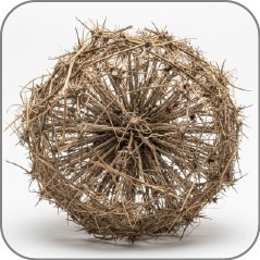 Tumbleweed