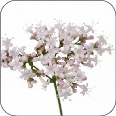 Valerian