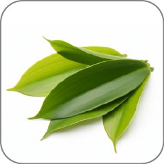 Vanilla Leaves