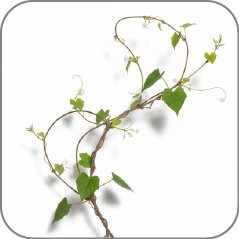 Vine