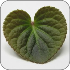 Violet Leaf