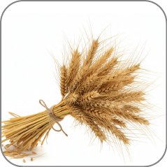 Wheat