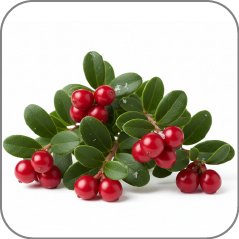 Wintergreen