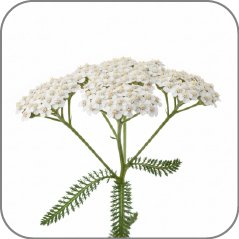 Yarrow