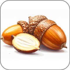 Acorn
