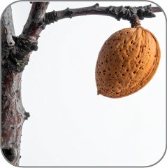 Almond tree