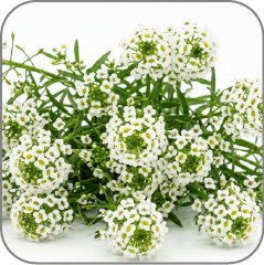Alyssum