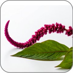 Amaranth