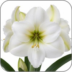 Amarillys