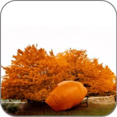 Ambertonic™ (IFF)