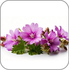 Ambrette (Musk Mallow)