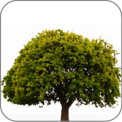Apple Tree