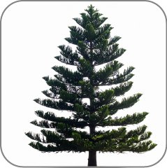Araucaria