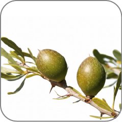 Argan Tree