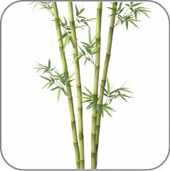 Bamboo